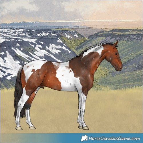 Horse Color:Bay Tobiano 