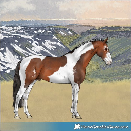 Horse Color:Bay Sabino Tobiano 