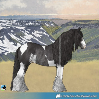 Horse Color:Smoky Black Sabino Tobiano Rabicano 