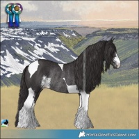 Horse Color:Smoky Black Sabino Tobiano Rabicano 