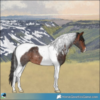 Horse Color:Bay Tobiano 