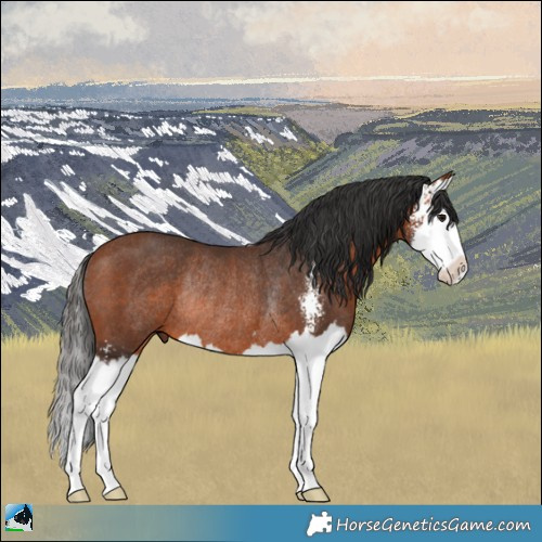 Horse Color:Bay Sabino Splash Rabicano 