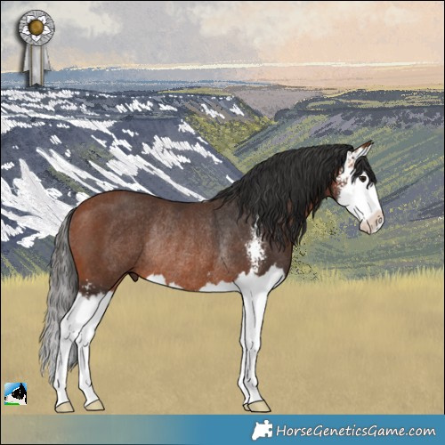 Horse Color:Bay Sabino Splash Rabicano 