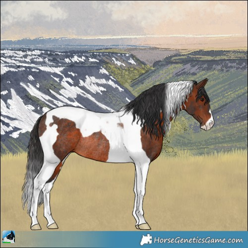 Horse Color:Brown Tobiano Rabicano 