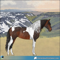 Horse Color:Bay Tobiano Rabicano
