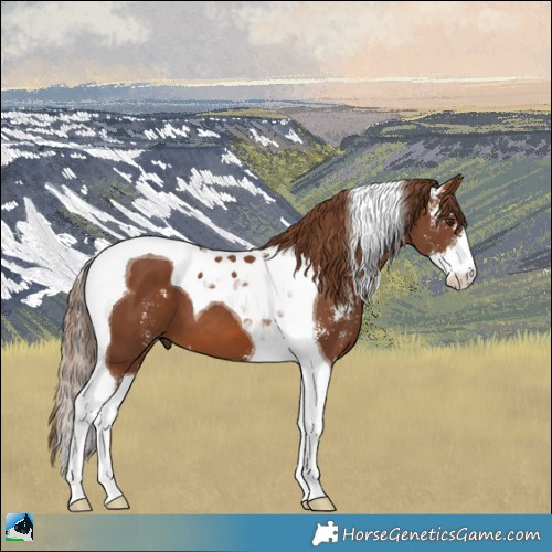 Horse Color:Chestnut Sabino Tobiano 