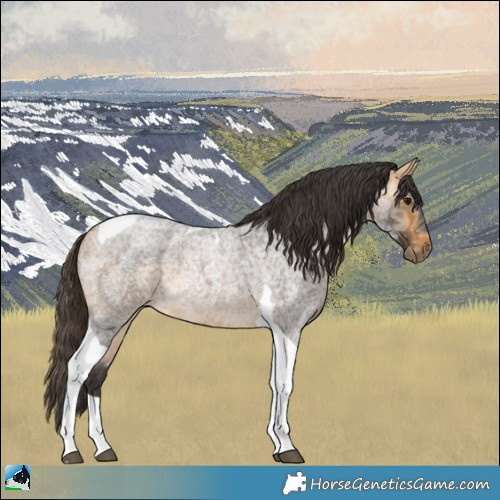 Horse Color:Buckskin Ice Roan Tobiano