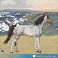 Horse Color:Buckskin Ice Roan Tobiano