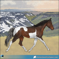 Horse Color:Liver Chestnut Tobiano 
