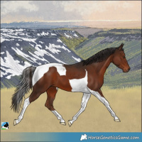 Horse Color:Liver Chestnut Tobiano 