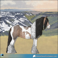 Horse Color:Brown Dun Sabino Tobiano 