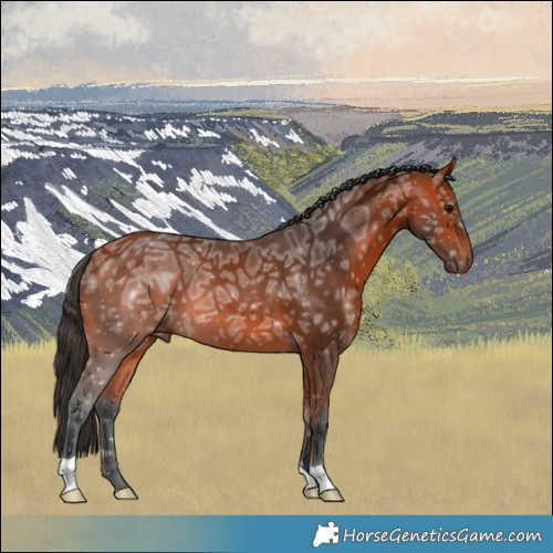 Horse Color:Bay Ice 