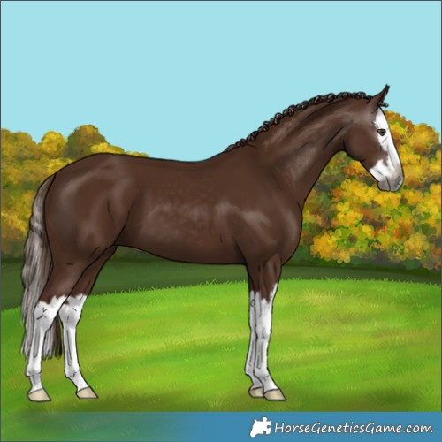 Horse Color:Gray Chestnut Splash 