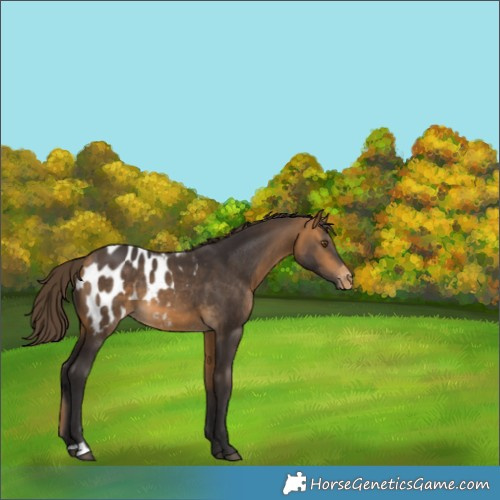 Horse Color:Buckskin Blanket 