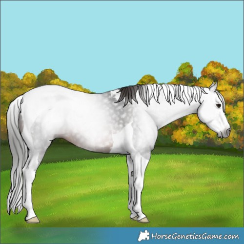 Horse Color:Gray Brown Splash Tobiano