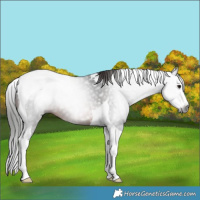 Horse Color:Gray Brown Splash Tobiano 