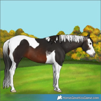 Horse Color:Gray Brown Splash Tobiano