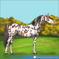 Horse Color:Bay Appaloosa