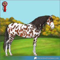 Horse Color:Bay Appaloosa