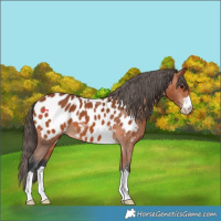 Horse Color:Bay Appaloosa 