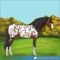 Horse Color:Bay Appaloosa 