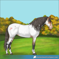 Horse Color:Bay Appaloosa