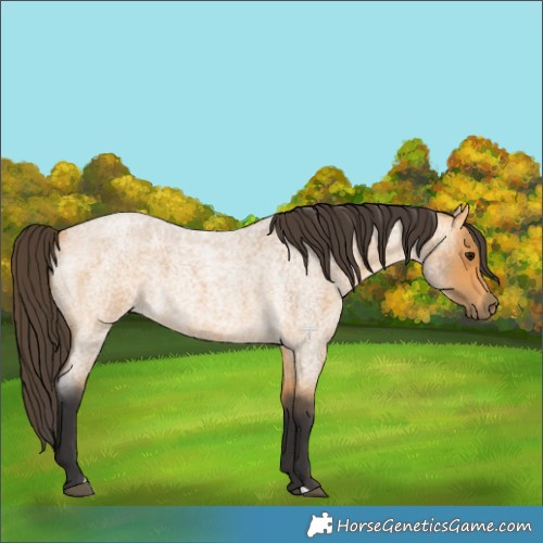 Horse Color:Buckskin Roan 