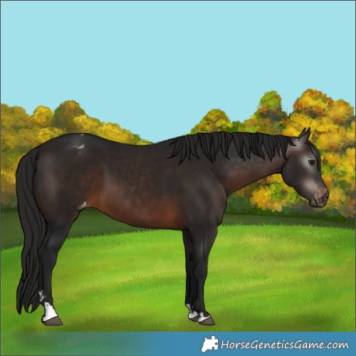 Horse Color:Gray Bay Appaloosa 
