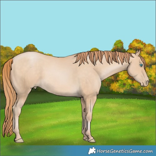 Horse Color:Buckskin Pearl 