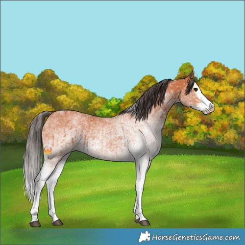 Horse Color:White Spotted Bay Splash  and White Spotted Bay Splash 