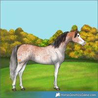 Horse Color:White Spotted Bay Splash and White Spotted Bay Splash