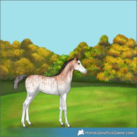 Horse Color:White Spotted Bay Splash  and White Spotted Bay Splash 