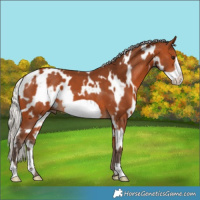 Horse Color:White Spotted Silver Bay Frame 