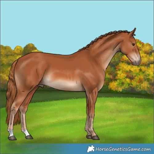 Horse Color:Chestnut 