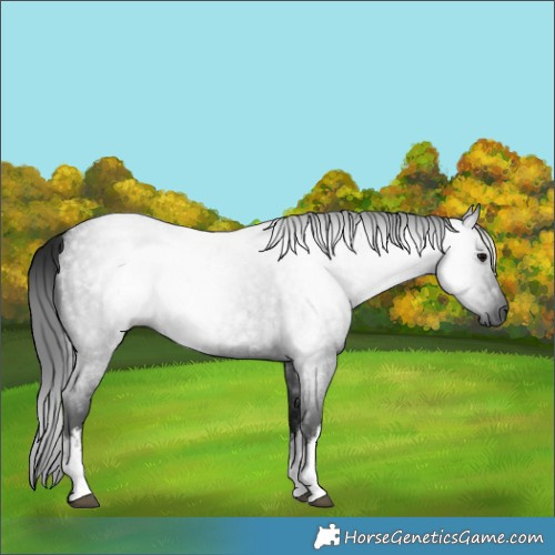 Horse Color:Gray White Spotted Blue Roan 