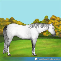 Horse Color:Gray White Spotted Blue Roan 