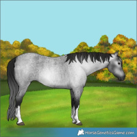 Horse Color:Gray White Spotted Blue Roan 