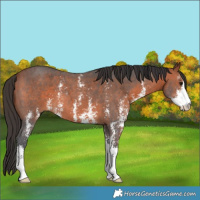 Horse Color:Bay Sabino 