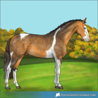 Horse Color:Buckskin Splash Tobiano 
