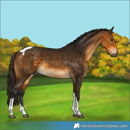 Horse Color:Gray Buckskin Tobiano 