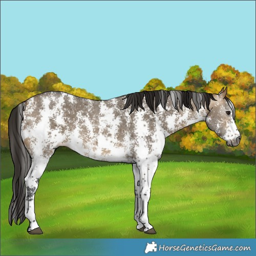 Horse Color:Gray Buckskin Dun Sabino 
