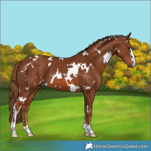 Horse Color:White Spotted Chestnut 