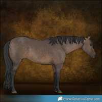 Horse Color:White Spotted Brown Dun Rabicano