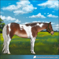 Horse Color:Silver Brown Tobiano 