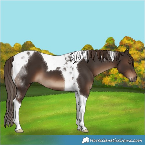 Horse Color:Liver Chestnut Tobiano 