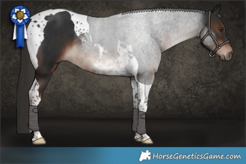 Horse Color:Liver Chestnut Tobiano Rabicano 