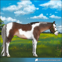 Horse Color:Liver Chestnut Splash Tobiano Appaloosa