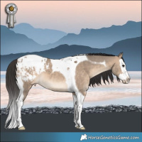 Horse Color:Brown Dun Splash Tobiano Appaloosa 