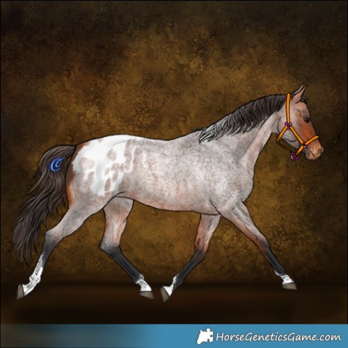 Horse Color:Bay Roan Tobiano Appaloosa 