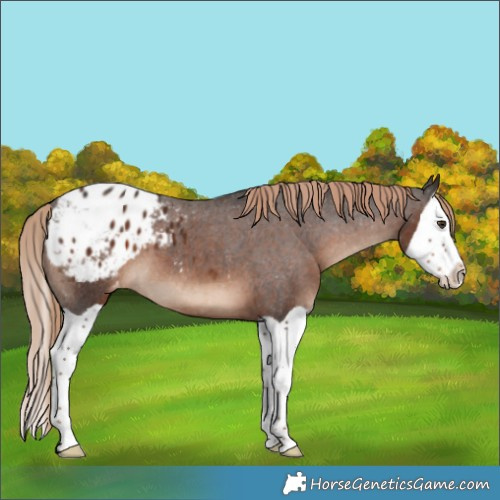 Horse Color:Liver Chestnut Splash Appaloosa 